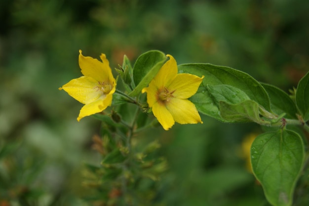 flor con gotas de agua