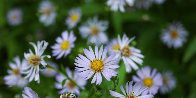 flor con gotas de agua