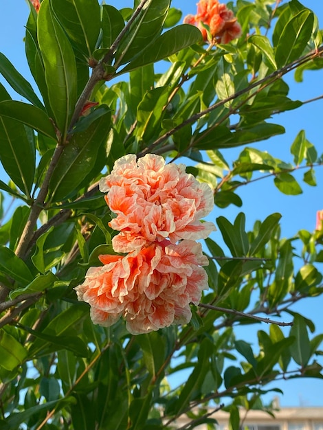 Flor de granada en el fondo del cielo azul