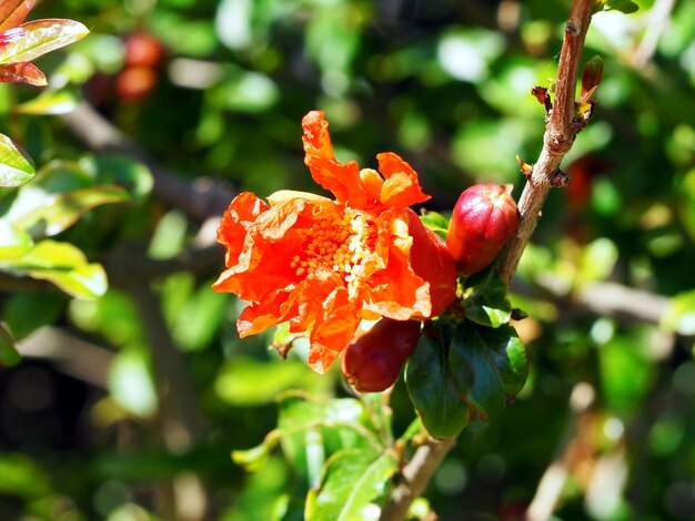 Flor de granada sobre fondo de follaje