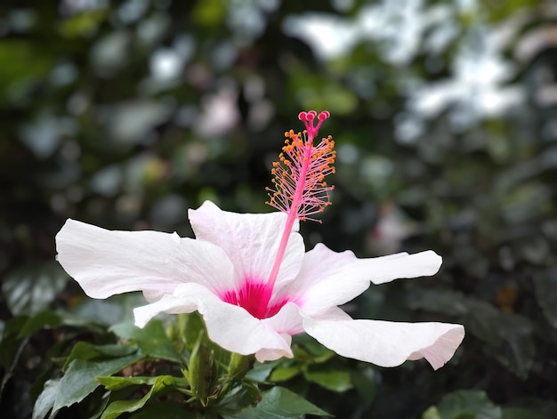 Flor grande de hibisco o minerva de árbol con pistilo rosa Enfoque selectivo de fondo borroso