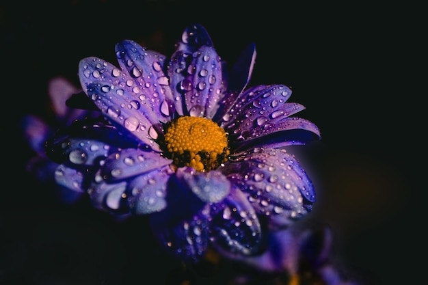 Flor grande púrpura con gotas de rocío sobre un fondo negro macro