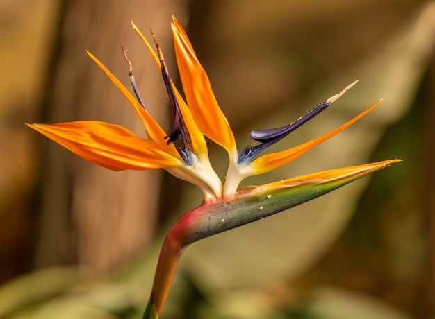 Flor de grúa o ave del paraíso (Strelitzia reginae) detalle de flor