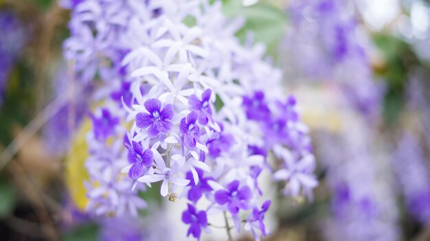 Flor de la guirnalda de la reina púrpura en el jardín.