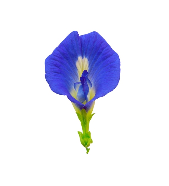 Foto flor de guisante aislado en blanco con trazado de recorte