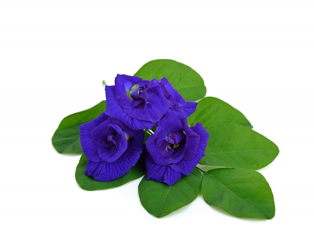 Flor de guisante de mariposa, Clitoria ternatea