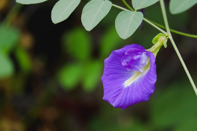 La flor del guisante de mariposa es una flor violeta que florece en la madera