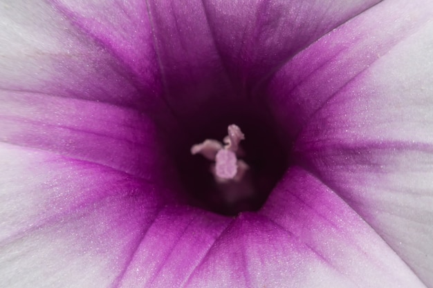 Flor del guisante de mariposa, foco selectivo del tiro macro