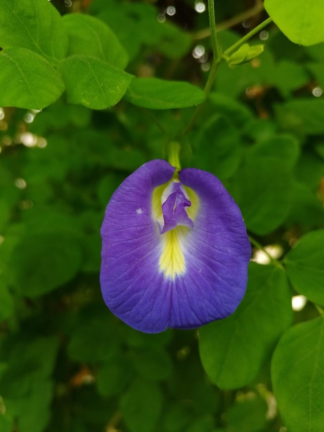 flor de guisante de mariposa púrpura