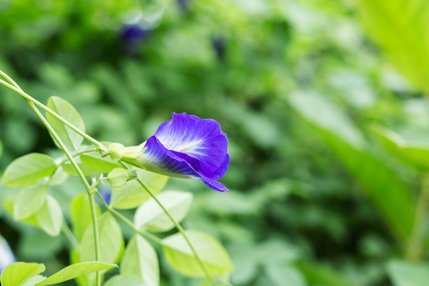 Flor de guisante de mariposa