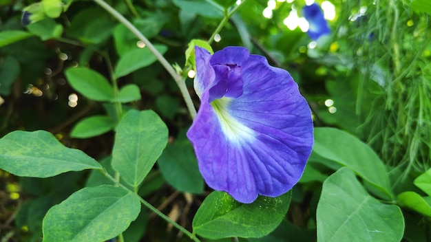 Flor de guisante de mariposa