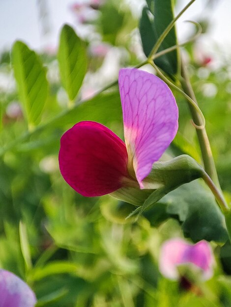 Flor de guisante rosa