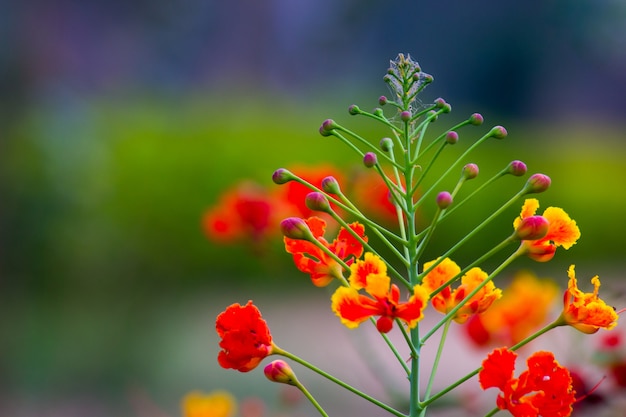 Flor de Gulmohar