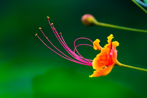 Foto flor gulmohar