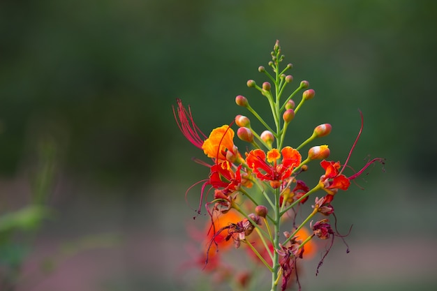 Flor de Gulmohar