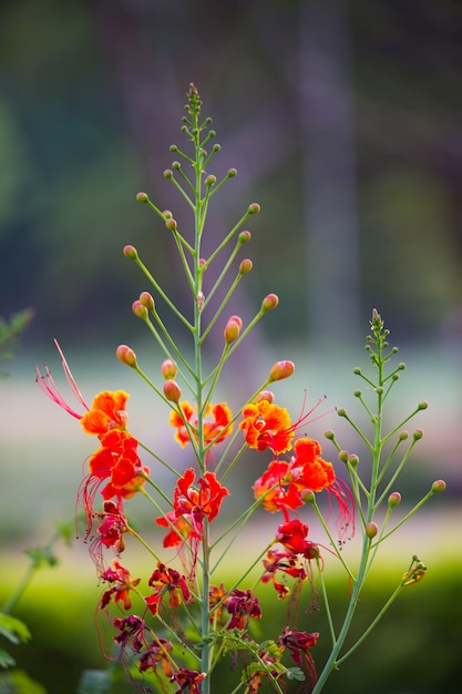 Foto flor gulmohar