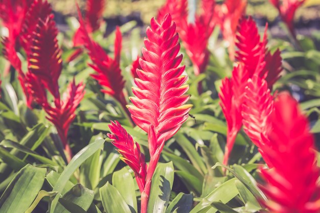 Flor de Guzmania