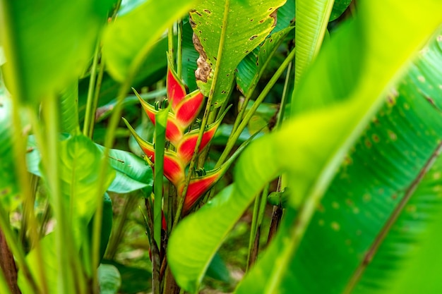 Flor de heliconia en bosque tropical