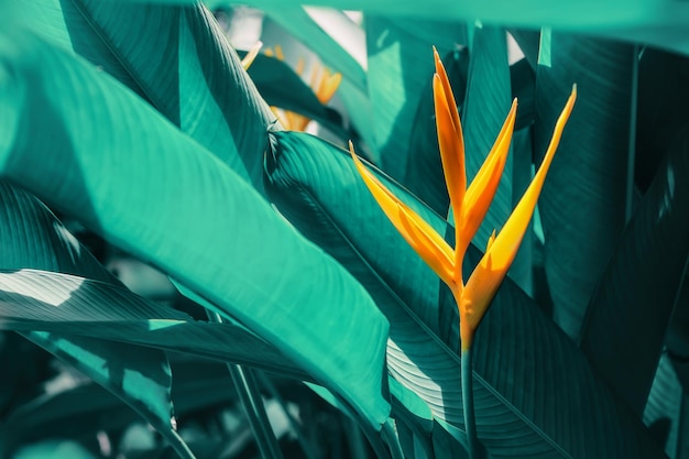 flor de heliconia que florece en el fondo de la naturaleza de hojas azules