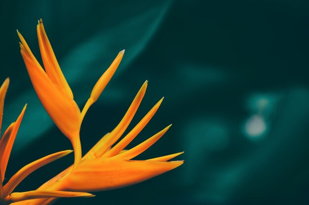 flor de heliconia que florece en el fondo de la naturaleza oscura