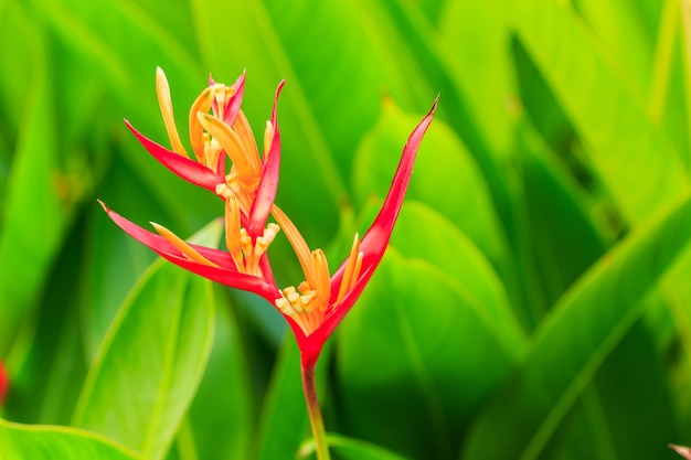 flor heliconia