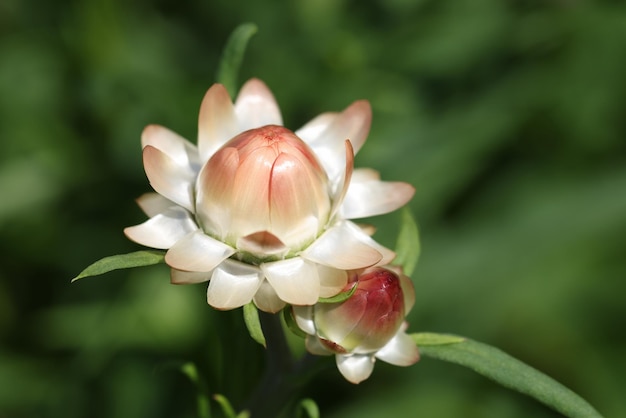 Flor de helicriso floreciente que crece en el fondo del concepto de floristería de primer plano del jardín