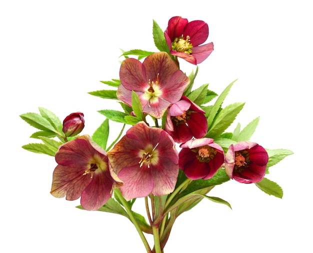 Flor de hellebor rojo ramo aislado en fondo blanco vista superior plana