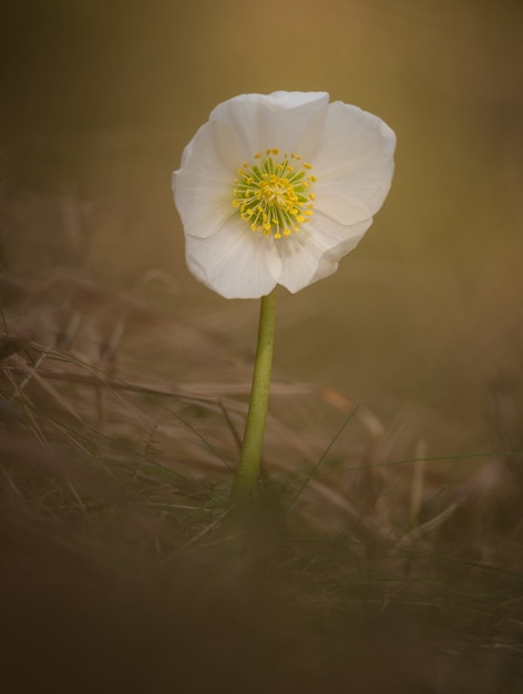 Flor de Helleborus niger en el bosque de primavera