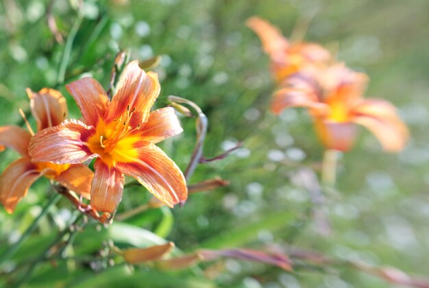 flor de hemerocalli