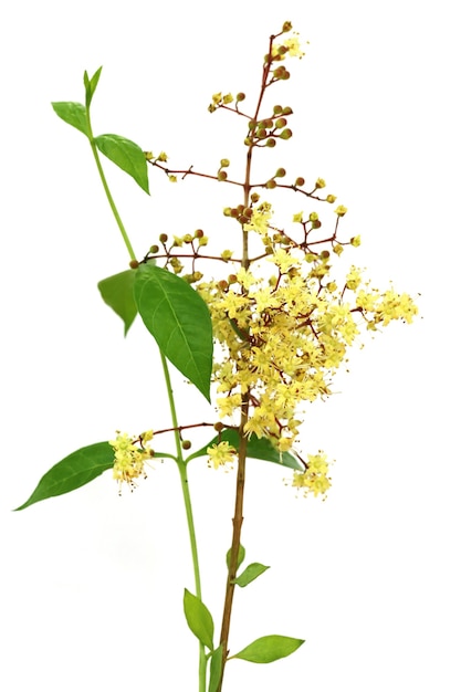 Flor de henna con hojas sobre fondo blanco.