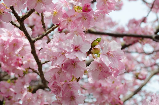 Flor hermosa de la flor de cerezo rosada (Sakura) en la plena floración en Japón