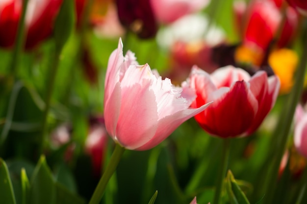 Flor hermosa flor de tulipanes coloridos en primavera