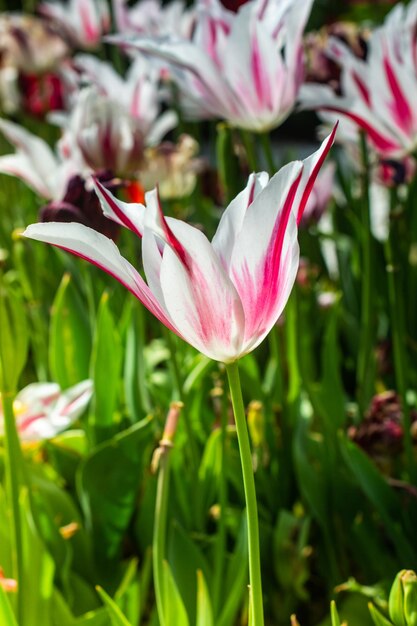 Flor hermosa flor de tulipanes coloridos en primavera