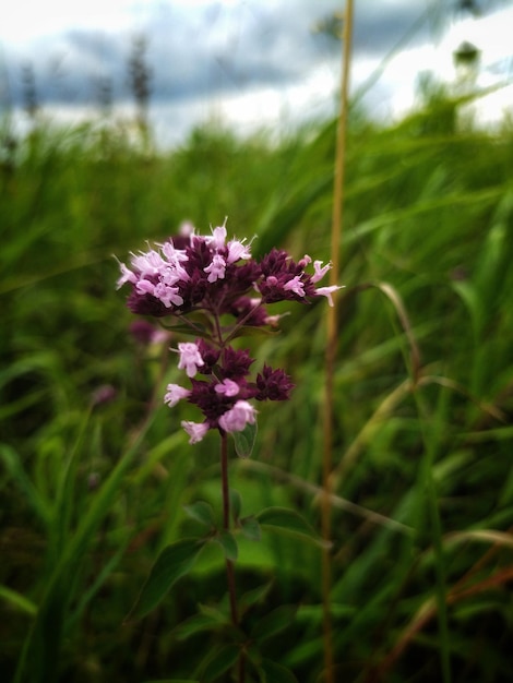 flor hermosa flor