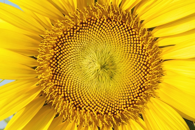 Flor hermosa del girasol en paisaje del campo de granja.