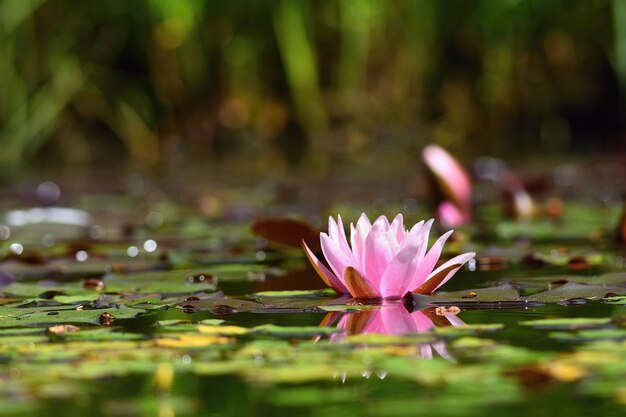 Flor hermosa nenúfar floreciente en la superficie del agua Fondo borroso colorido natural Nymphaea