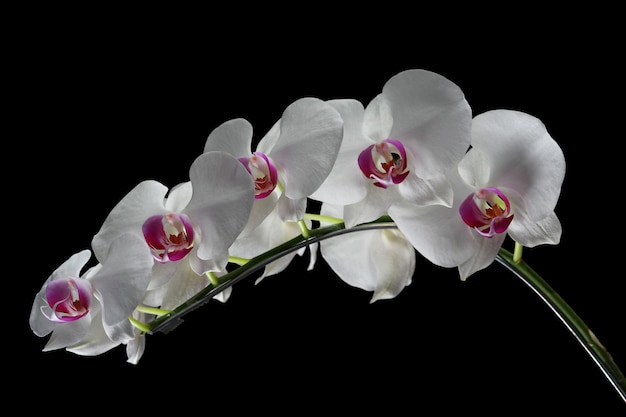 Flor hermosa orquídea con fondo negro