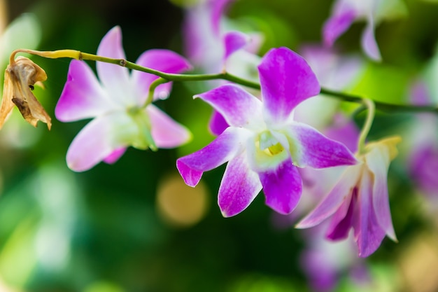 Flor hermosa de la orquídea en jardín en el sol de la mañana con el fondo natural.