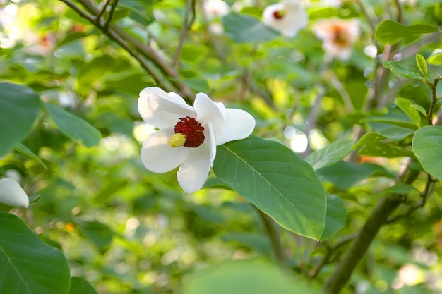 Flor hermosa de la planta de la magnolia en el parque de la primavera.