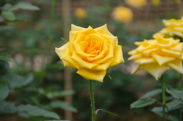 Flor hermosa de la rosa del amarillo en un jardín.