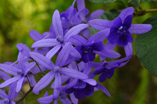 flor hermosa