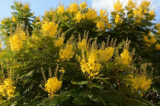 Flor del hermoso árbol Peltophorum dubium con una corona amarilla en una pradera verde brillante