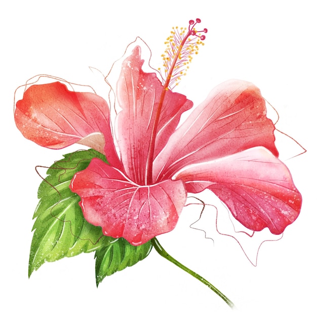 Flor de hibisco acuarela dibujada a mano Ideal para tarjetas de felicitación y diseño de envases