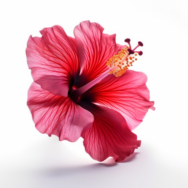 Foto flor de hibisco aislada ilustración ai generativexa