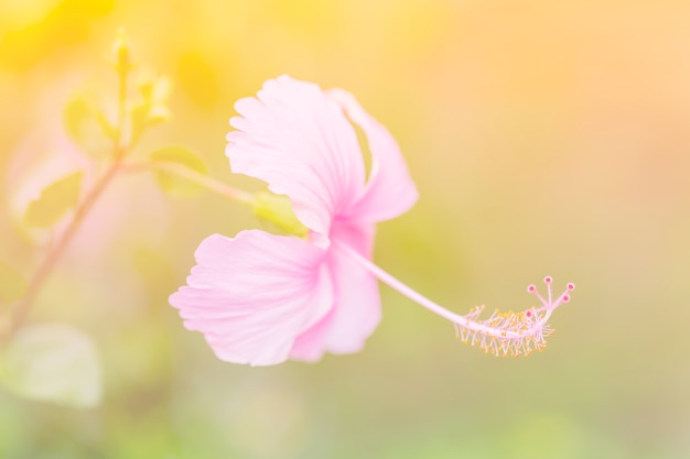 La flor de hibisco un ajuste de color en estilo suave para el fondo