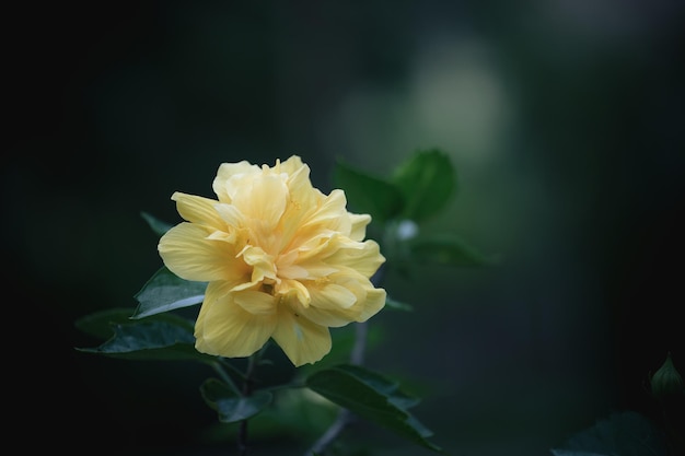 Flor de hibisco amarillo en el árbol en el jardín