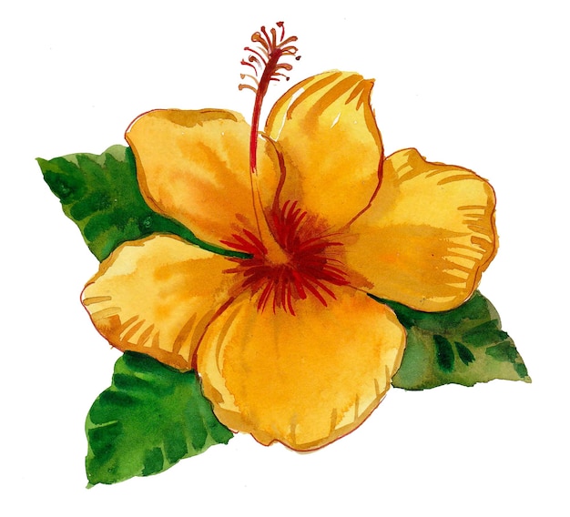 Flor de hibisco amarillo floreciente. Pintura de acuarela