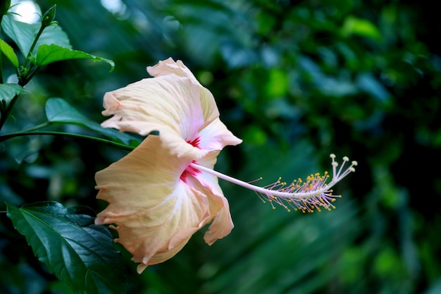 Flor de hibisco amarillo en el jardín