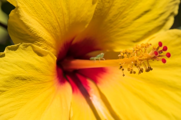 Flor de hibisco amarillo en el jardín