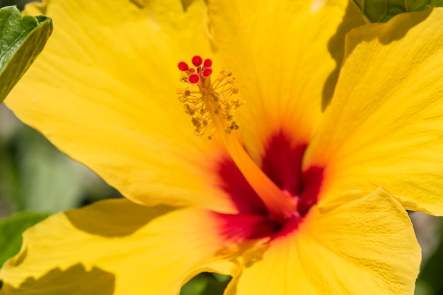 Flor de hibisco amarillo en el jardín